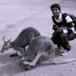Jul 24, 2010 - Kangaroo Nation